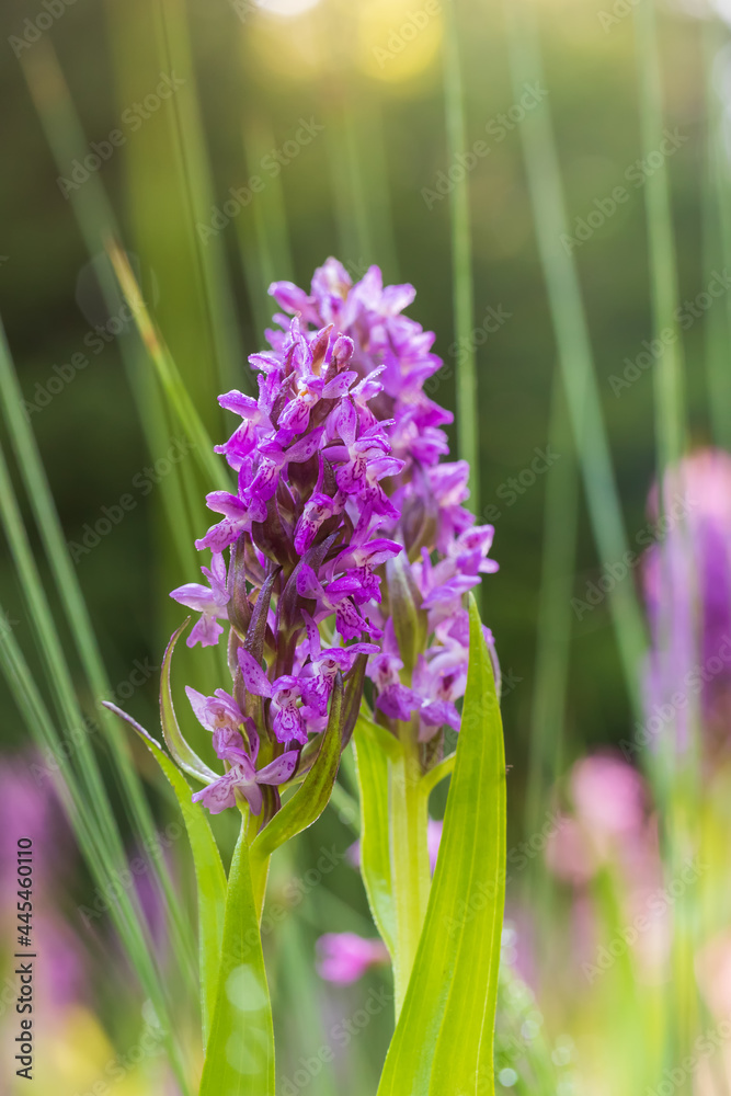 Purple orchid flowers Orchid - Orchis on a green field. The background is beautiful bokeh. Purple orchid flowers Orchid - Orchis on a green field. The background is beautiful bokeh.