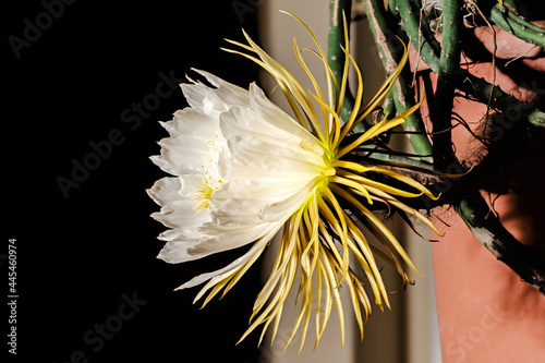 Big blossom of Queen of the night, selenicereus grandiflorus