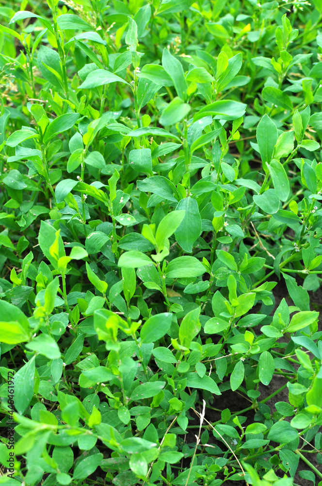 In spring, the green grass Polygonum aviculare grows In spring, the green grass Polygonum aviculare grows