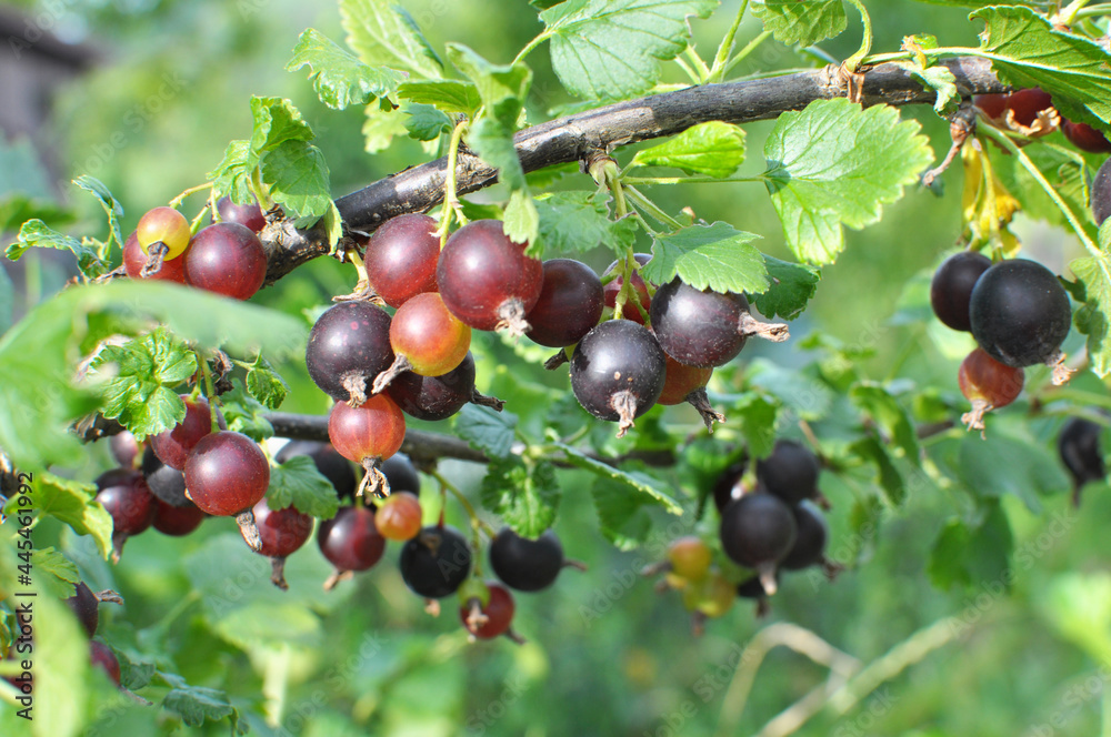 On the branch are ripe berries of yoshty On the branch are ripe berries of yoshty