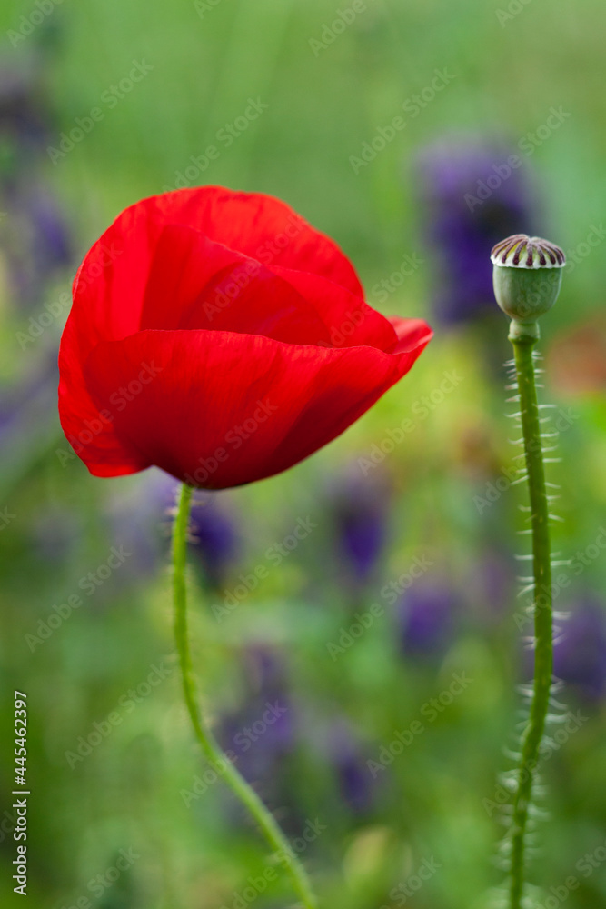 Red poppy in the garden