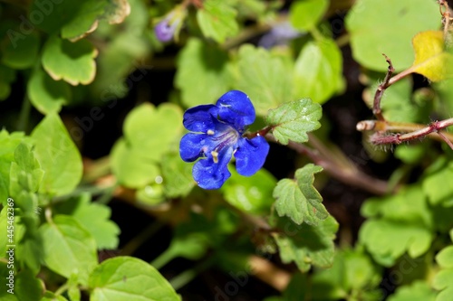 Flower of a California bluebell, Phacelia campanularia photo