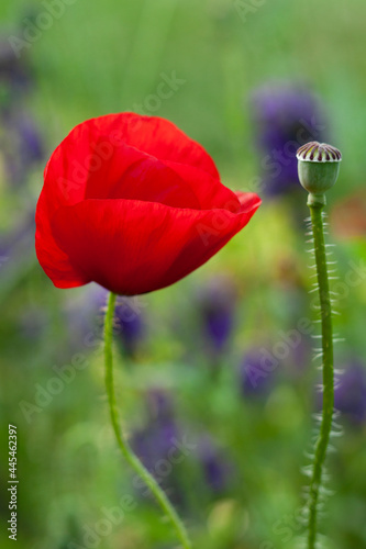 Obraz na płótnie Red poppy in the garden w salonie