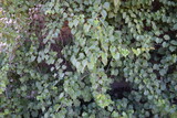 Wall covered in wild grapevine (Vitis vinifera L. subsp. sylvestris) green leaves