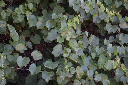 Wall covered in wild grapevine (Vitis vinifera L. subsp. sylvestris) green leaves