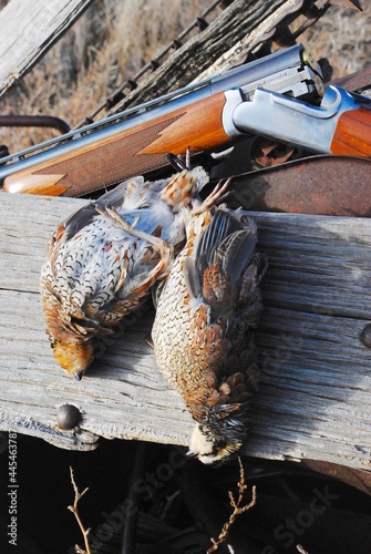 A pair of bob-white quail on an old plow with an over-and under shotgun  photo