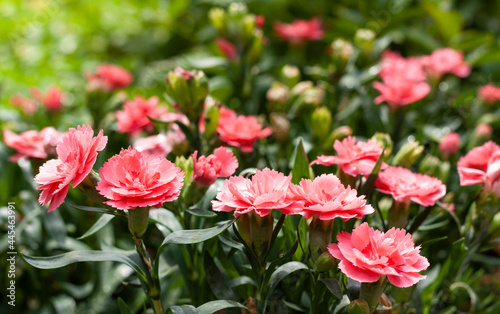 Obraz na płótnie Pink carnations on a sunny day w salonie