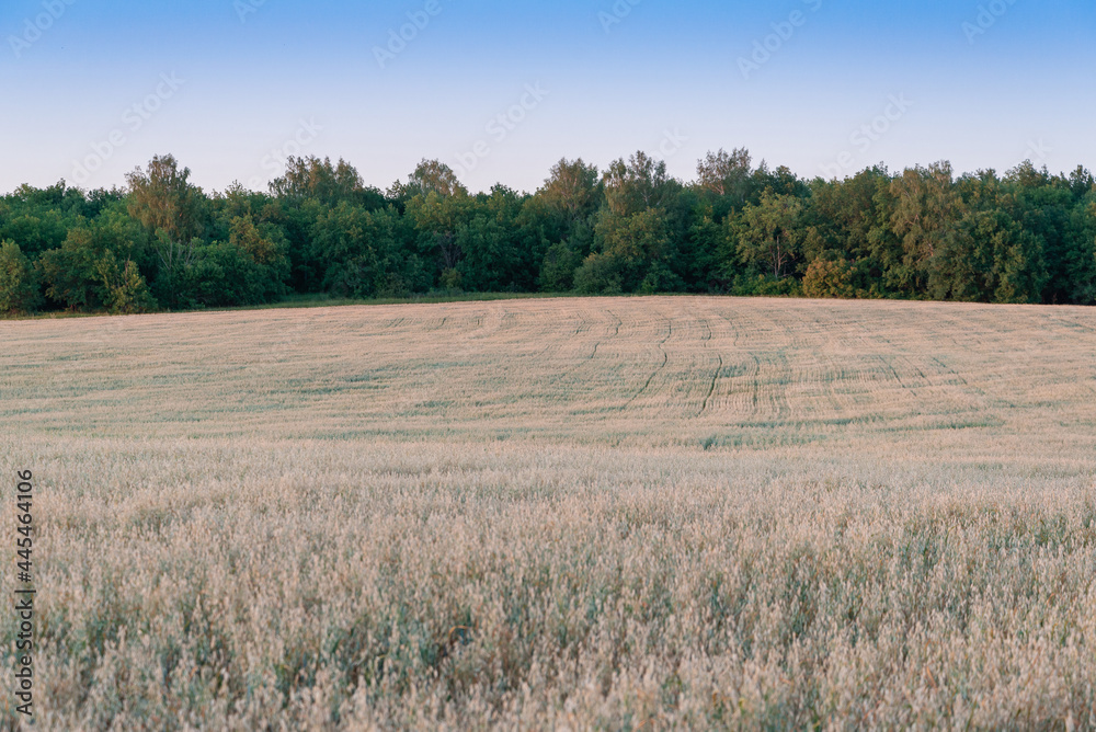 Forest and white field of the Carpathians. Forest and white field of the Carpathians.