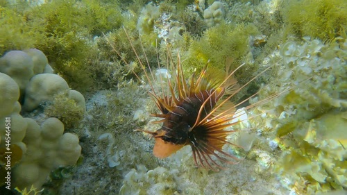 Radial Firefish or Red sea lionfish (Pterois radiata, Pterois cincta) swims above seabed covered with Peacock's tail (Padina pavonica), Brown algae (Sargassum sp.) and Red algae (Liagora viscida) photo