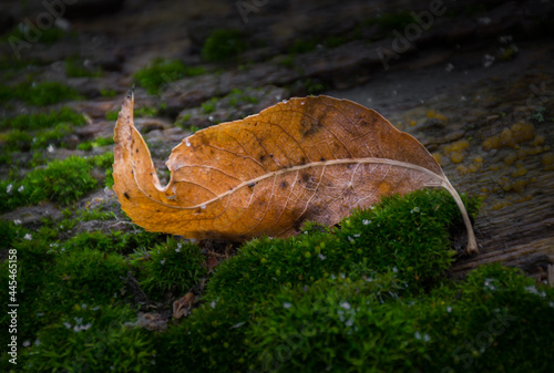 Autumn Remnant fallen on Spring Moss © Phillip