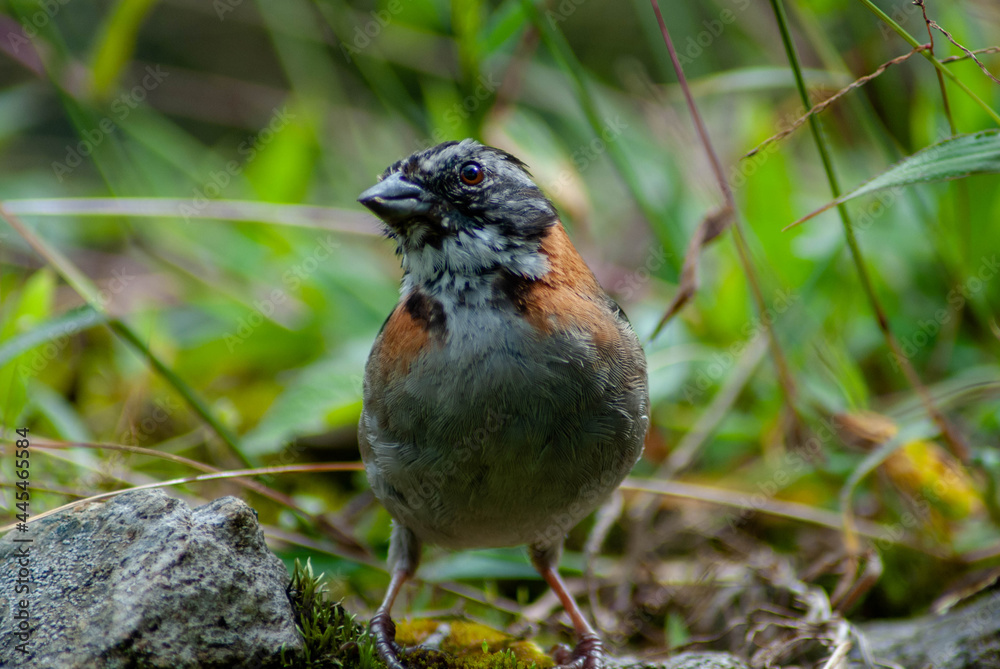 Fototapeta premium robin on a grass