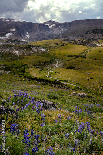 beautiful mountain landscape with wildflowers and creek photo