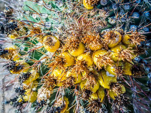 Fishhook Barrel Cactus in Saguaro National Park, Arizona © Cavan