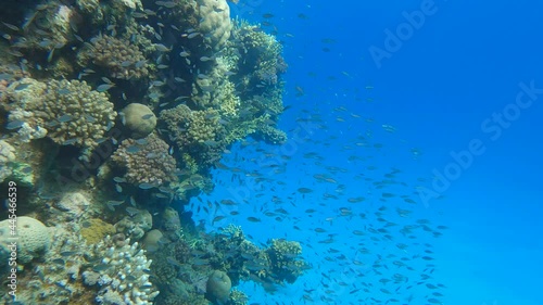 school of Chromis fish swims near coral reef. Arabian Chromis (Chromis flavaxilla). Underwater life in the ocean. Camera slowly moving forwards approaching a coral reef photo