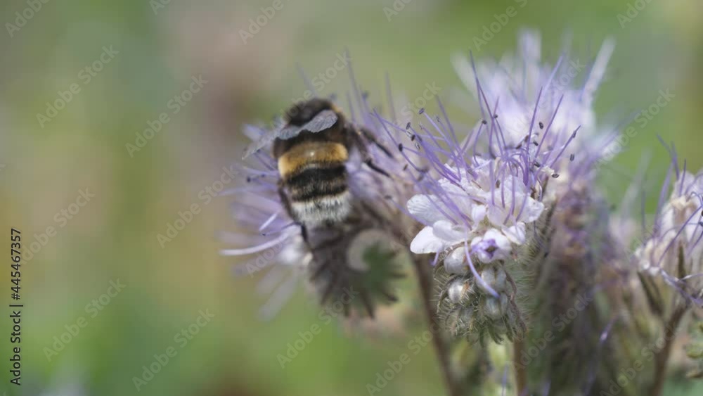 A close up view of a bumblebee pollinating a flower. A close up view of a bumblebee pollinating a flower.