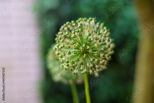 Closeup shot of an allium hollandicum plant photo