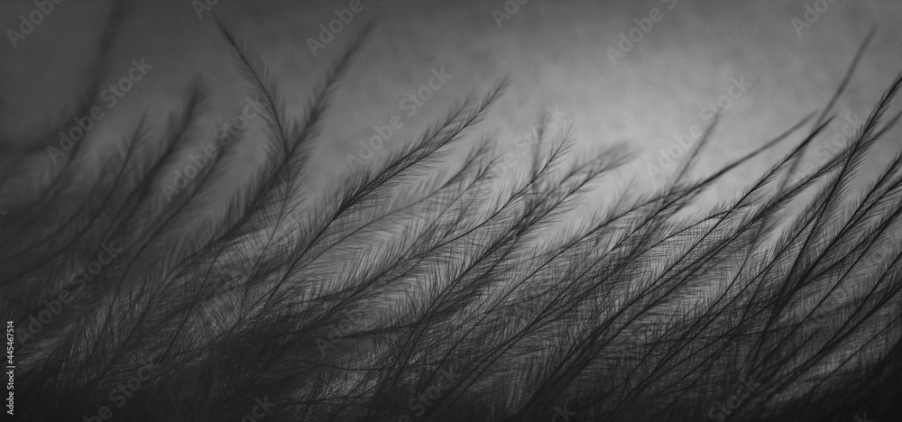 Obraz premium Bird feather abstract background. Feather texture closeup, macro. Banner. Fluffy black plume.