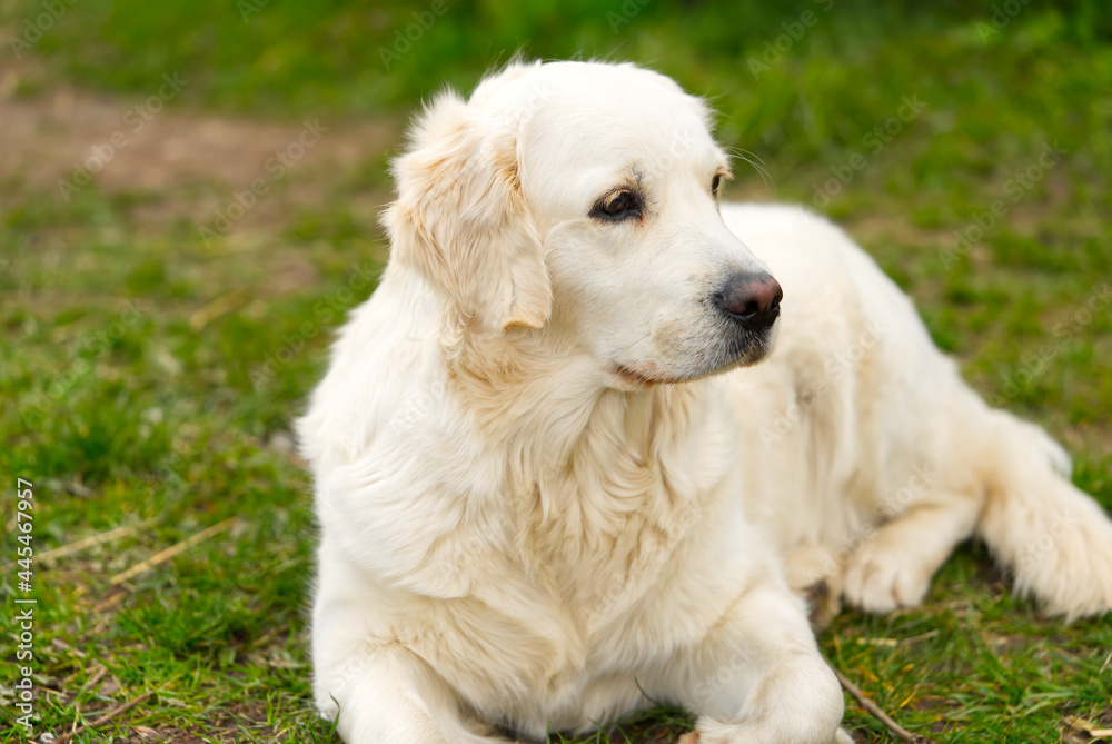 labrodor, retriever white dog lying down in the grass and looking forward