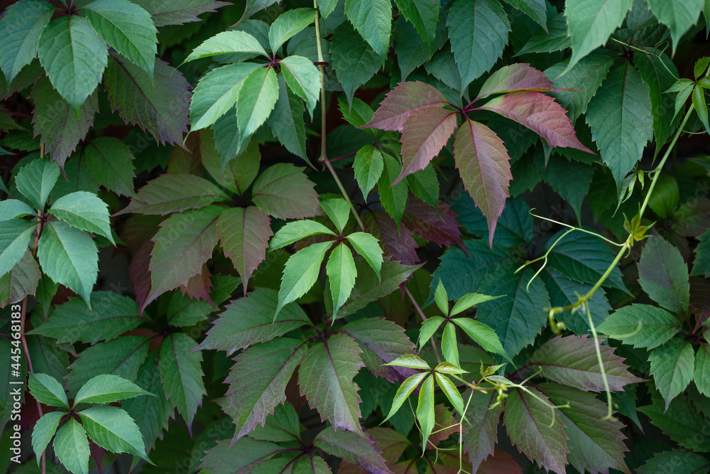 Green leaves texture and background. Parthenocissus or boston ivy leaves closeup. Foliage pattern. Climbing ornamental plants. Green leaves texture and background. Parthenocissus or boston ivy leaves closeup. Foliage pattern. Climbing ornamental plants.