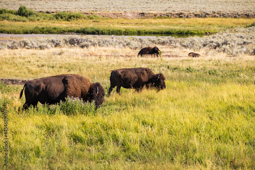 Bison herd grazing in Yellowstone National Park, USA
