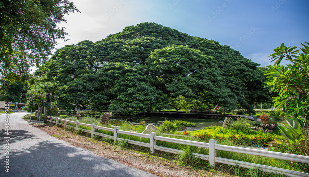 Giant Raintree chamchuri over 100 years old in Kanchanaburi, Thailand