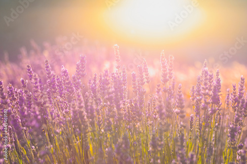 Lavender flowers in a lavender field. (Isparta Kuyucak lavanta köyü). Kuyucak Isparta lavender village. Turkey.