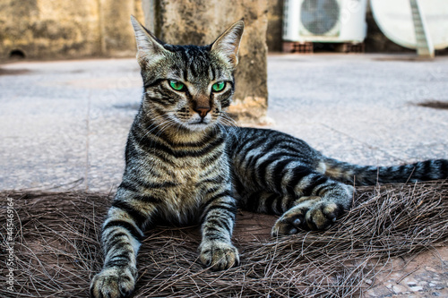 Grey cat with beautiful green eyes
