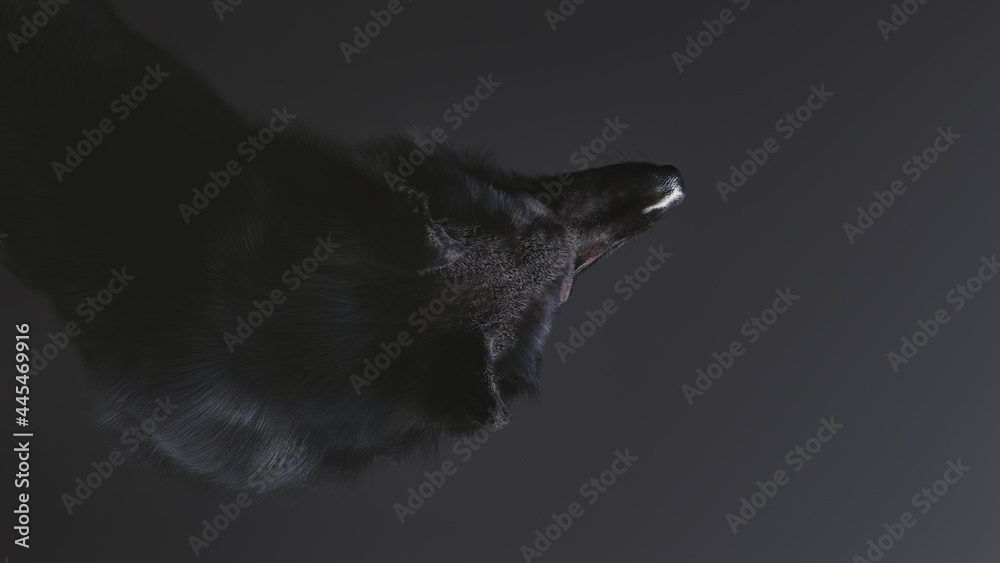 Obraz premium 3D illustration of a black wolf's upper body seen from above on a black background.