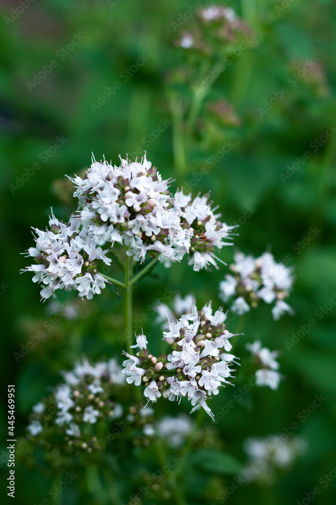 Blooming oregano in the garden