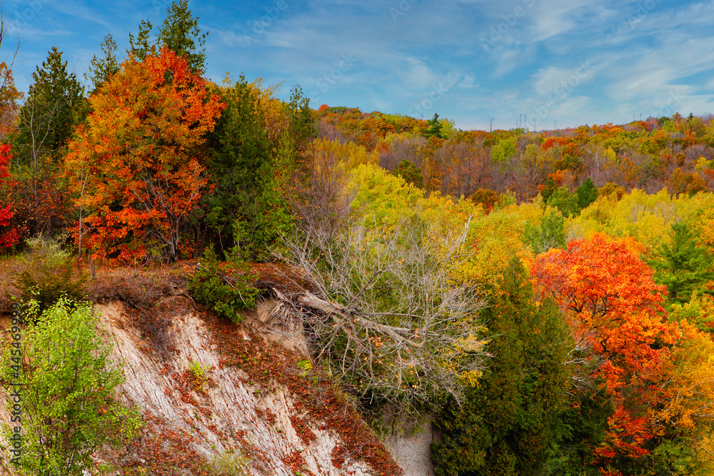 Fototapeta premium autumn in the forest 1