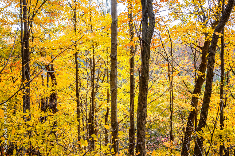 Obraz premium Yellow Forest 6