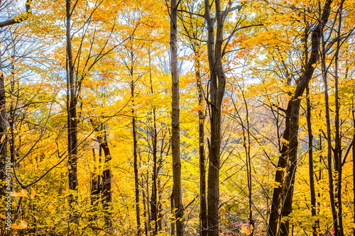 Yellow Forest 7