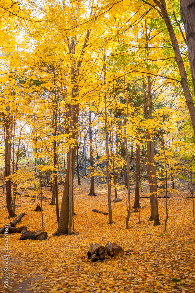 Yellow Forest ５