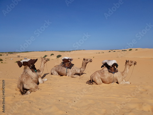 Fototapeta Naklejka Na Ścianę i Meble -  Fotos de camellos en desierto.