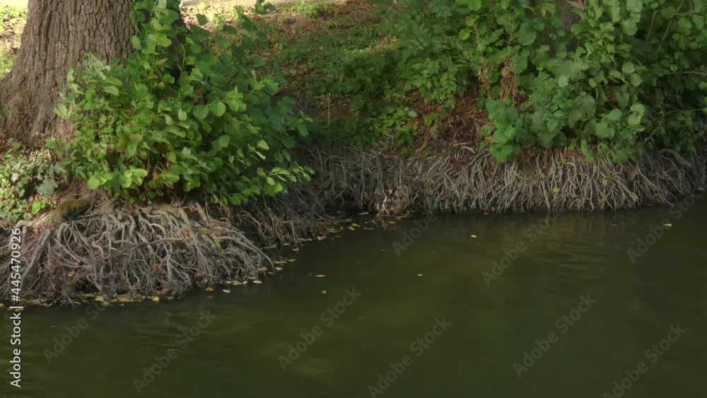 Tree roots growing into the water on the side of a river light wind and waves on the water Tree roots growing into the water on the side of a river light wind and waves on the water