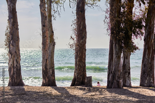 Marbella promenade. Photo of the trunks of the trees (eucalyptus) with the sea in the background