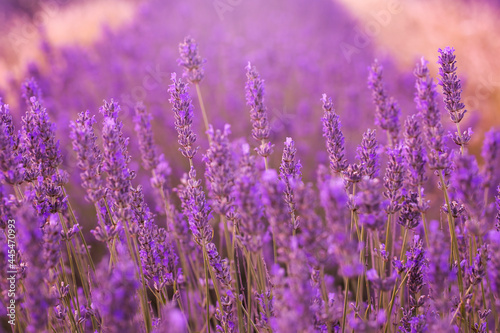 Fototapeta Naklejka Na Ścianę i Meble -  Lavender flowers in a lavender field. (Isparta Kuyucak lavanta köyü). Kuyucak Isparta lavender village. Turkey.