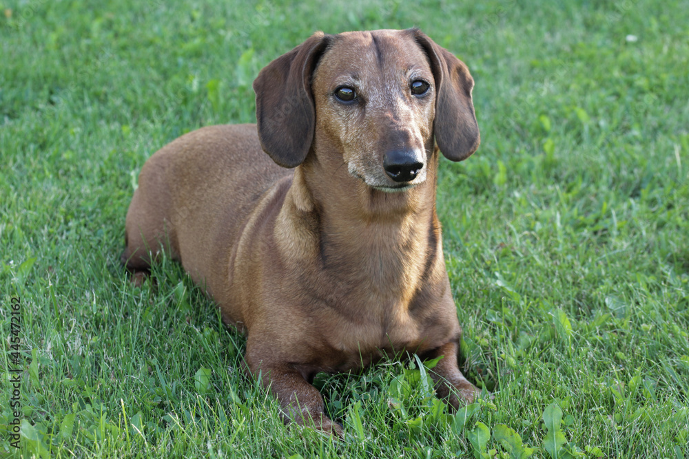 Sleepy smooth-haired dachshund sitting on the lawn. Sleepy smooth-haired dachshund sitting on the lawn.
