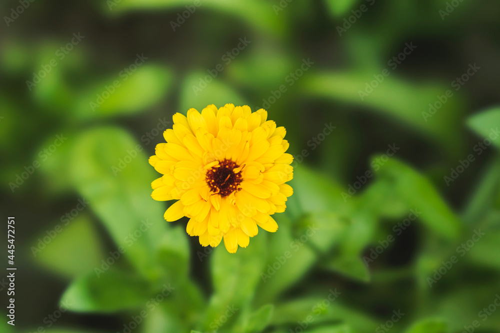 Beautiful yellow flower Beautiful yellow flower