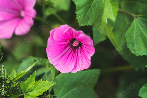 Beautiful purple flower