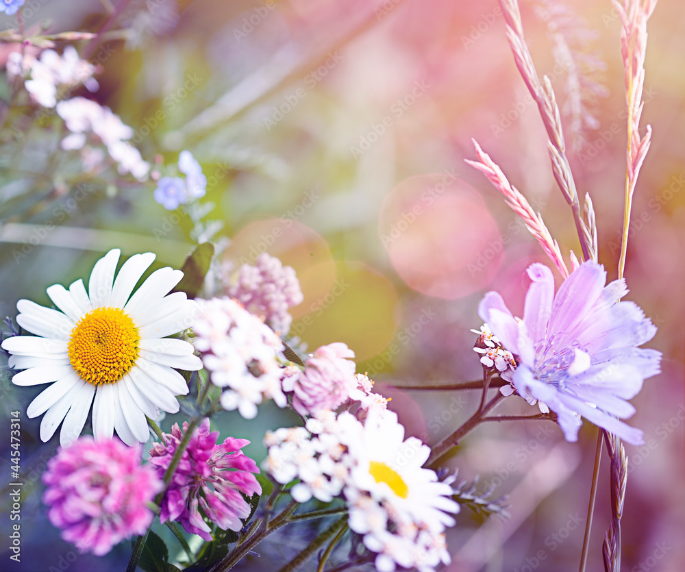 Wild different beautiful flowers in the meadow with very soft focus and copy space and blurred background Wild different beautiful flowers in the meadow with very soft focus and copy space and blurred background