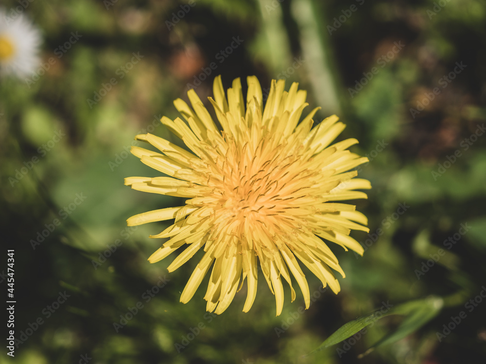 Dandelion flower Dandelion flower