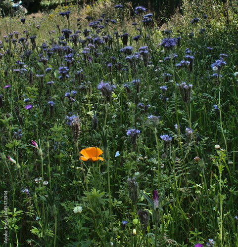 field of flowers with one orange flower standing out