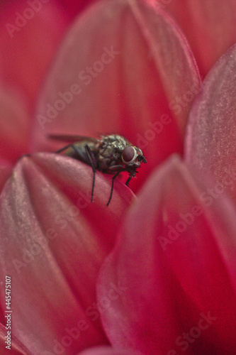 fly on pink flower macro