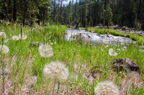 flowers in the forest