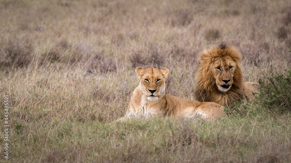 Lion and Lioness Together in Grasslands of Africa Lion and Lioness Together in Grasslands of Africa