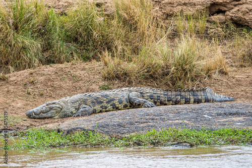 Large Nile Crocodile On River Bank