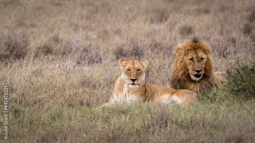 Lion and Lioness Together in Grasslands of Africa