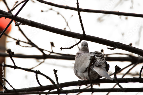 Closeup shot of a dove perched on tree branches