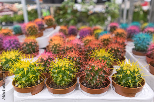 colorful cacti on the shelves of stores close-up